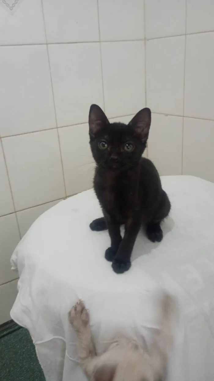 Gato ra a SRD-ViraLata idade 2 a 6 meses nome Pietra