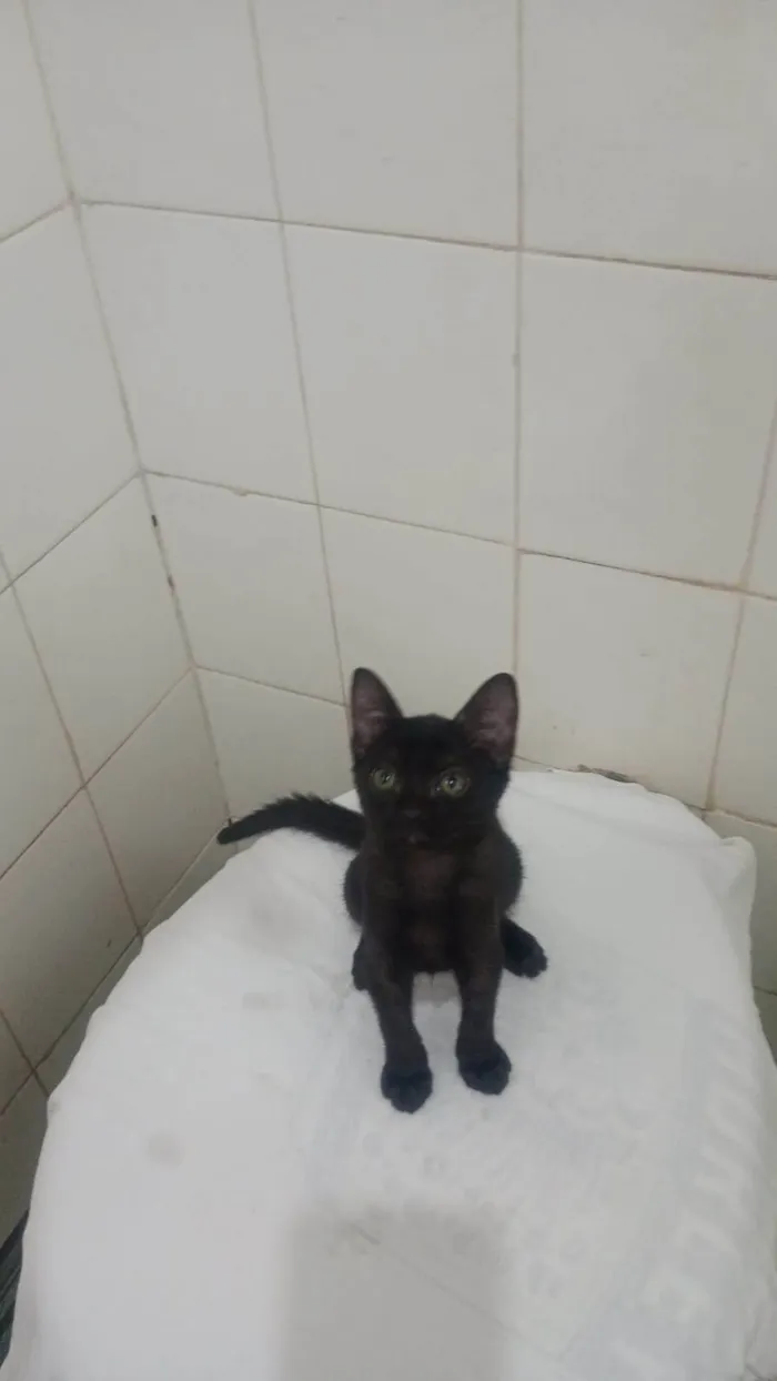 Gato ra a SRD-ViraLata idade 2 a 6 meses nome Pietra