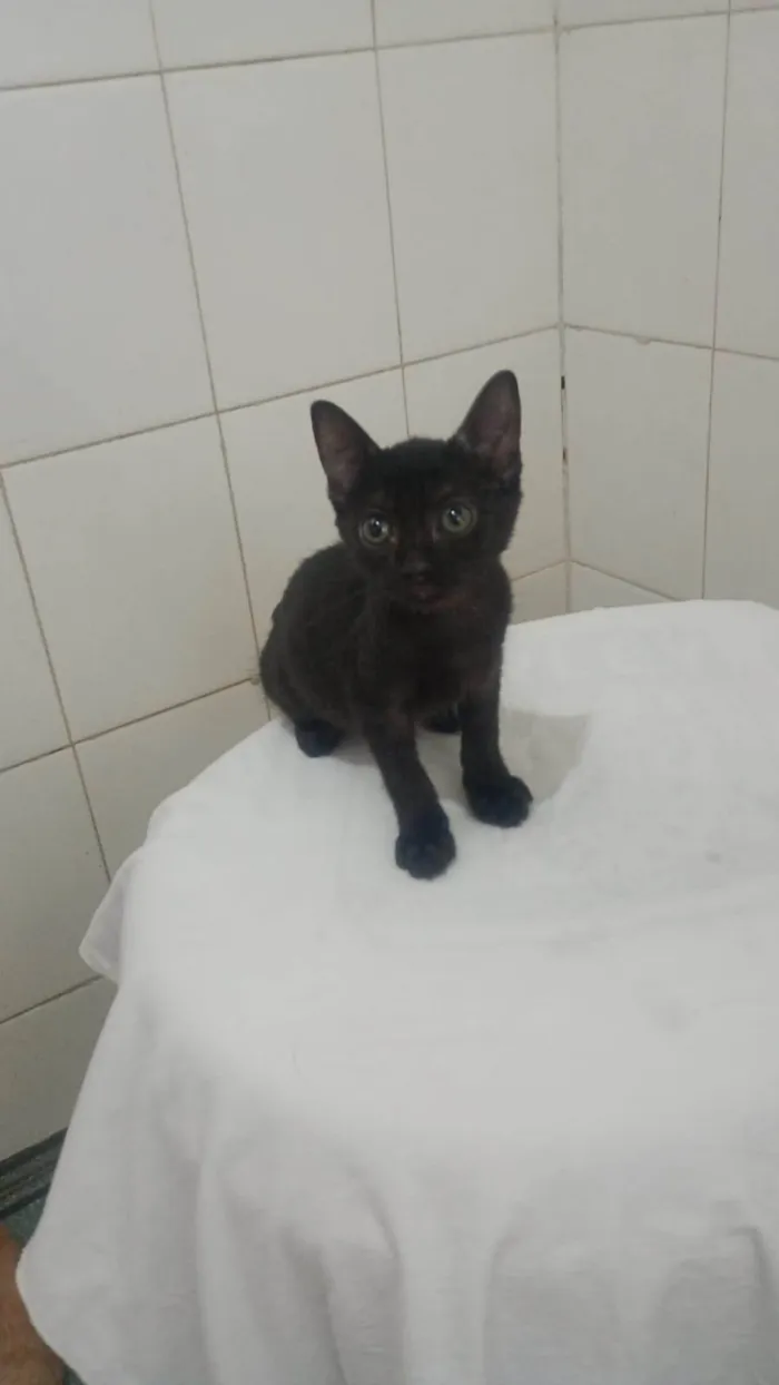 Gato ra a SRD-ViraLata idade 2 a 6 meses nome Pietra