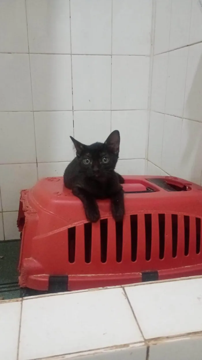 Gato ra a SRD-ViraLata idade 2 a 6 meses nome Pietra