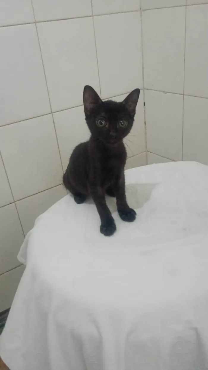 Gato ra a SRD-ViraLata idade 2 a 6 meses nome Pietra