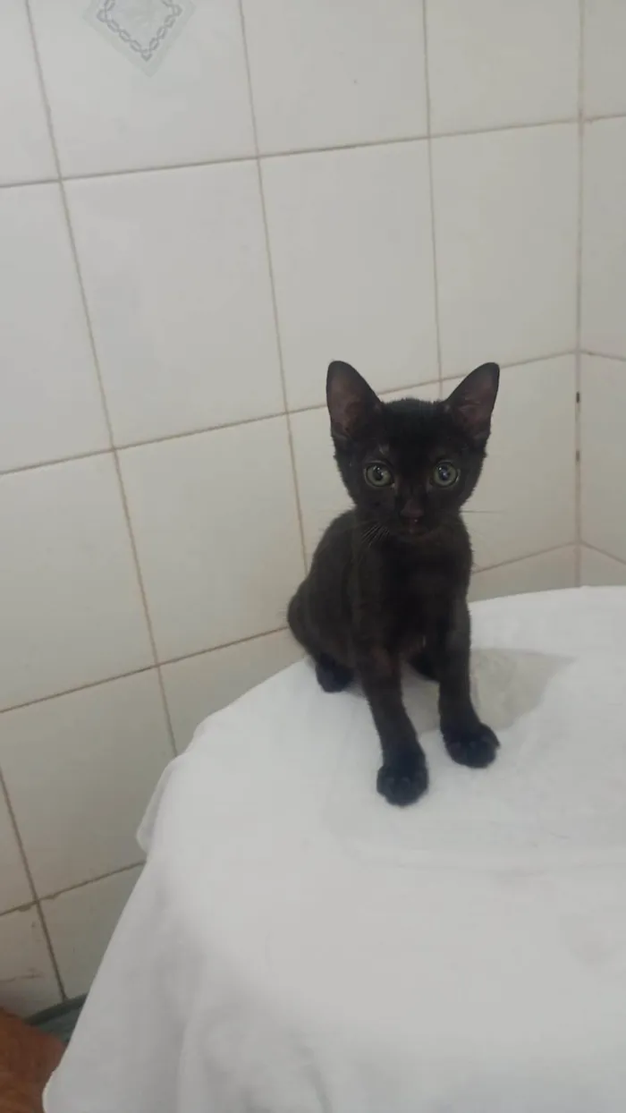 Gato ra a SRD-ViraLata idade 2 a 6 meses nome Pietra