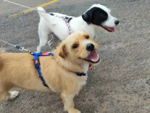 Cachorro raça SRD-ViraLata idade 1 ano nome Marley & Frida