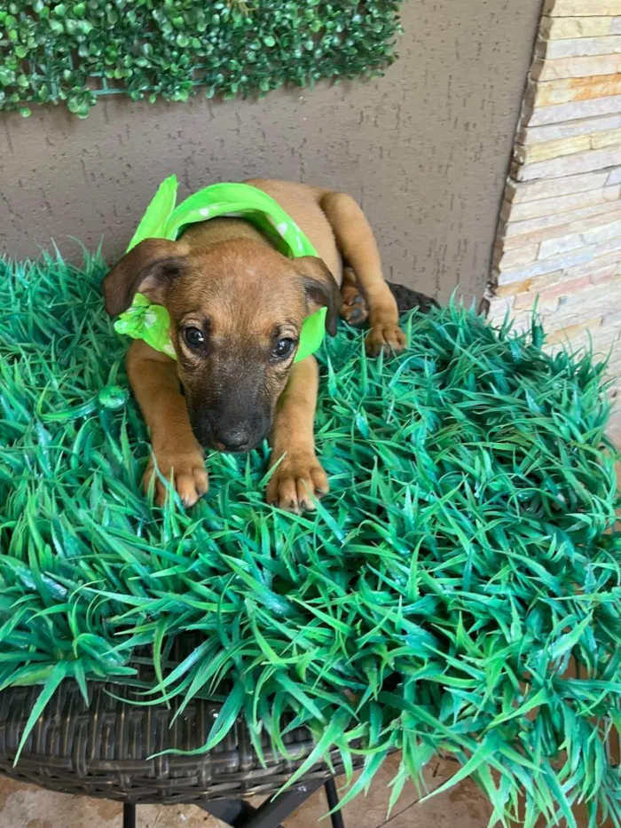 Cachorro ra a SRD-ViraLata idade 2 a 6 meses nome Frederico