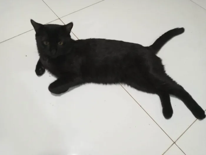 Gato ra a Angorá idade 2 anos nome Teddy