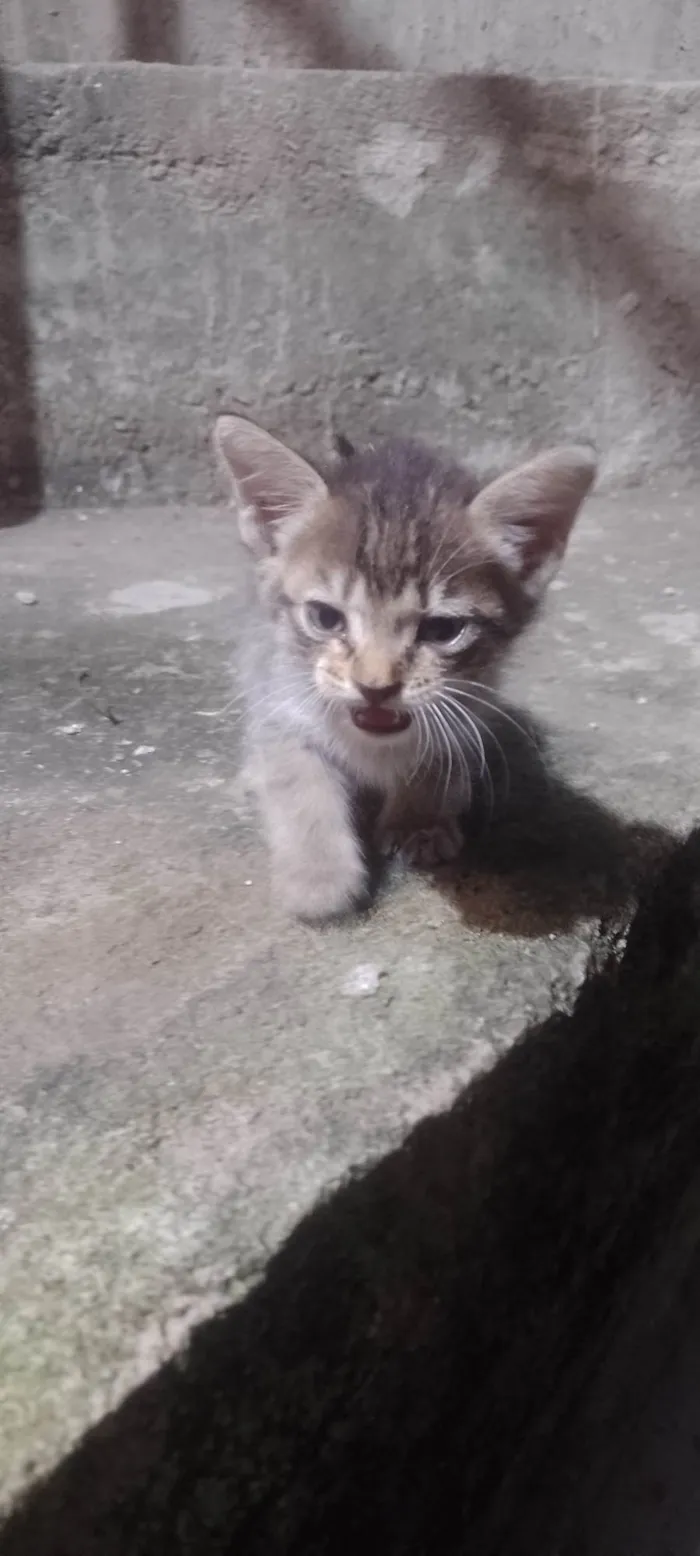 Gato ra a SRD-ViraLata idade Abaixo de 2 meses nome Pelinho 