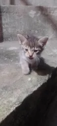 Pelinho