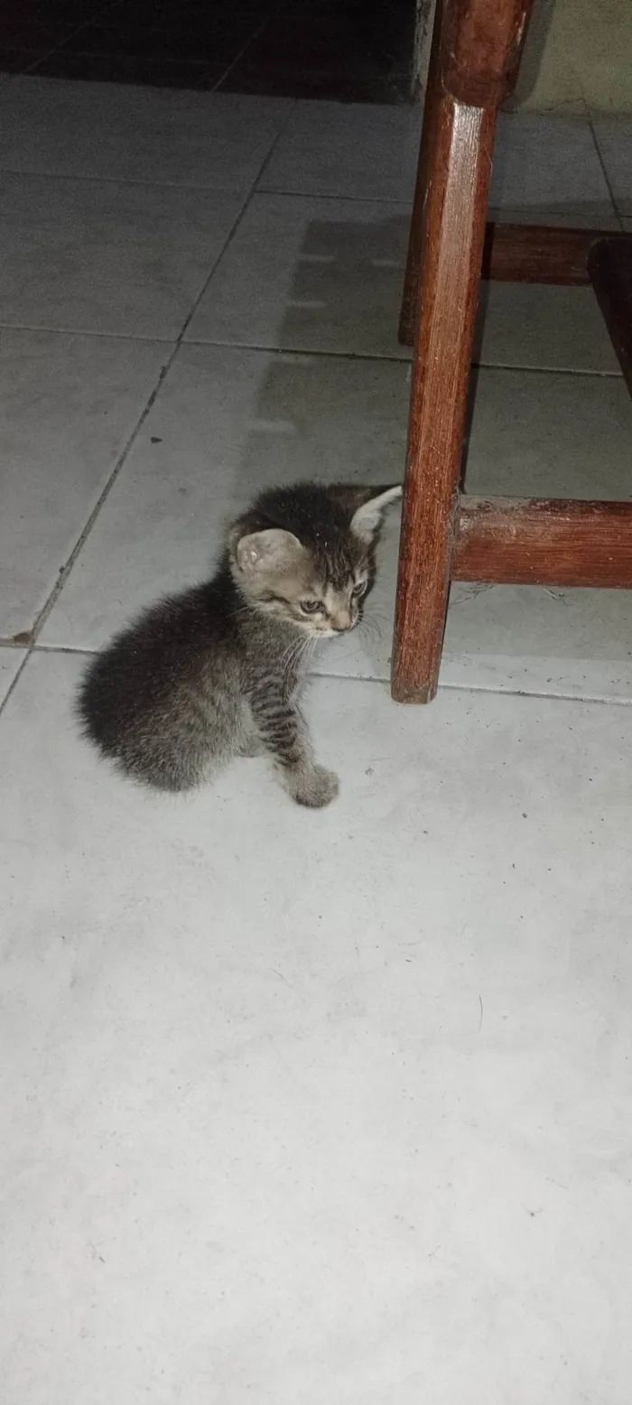 Gato ra a SRD-ViraLata idade Abaixo de 2 meses nome Pelinho 