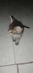 Pelinho