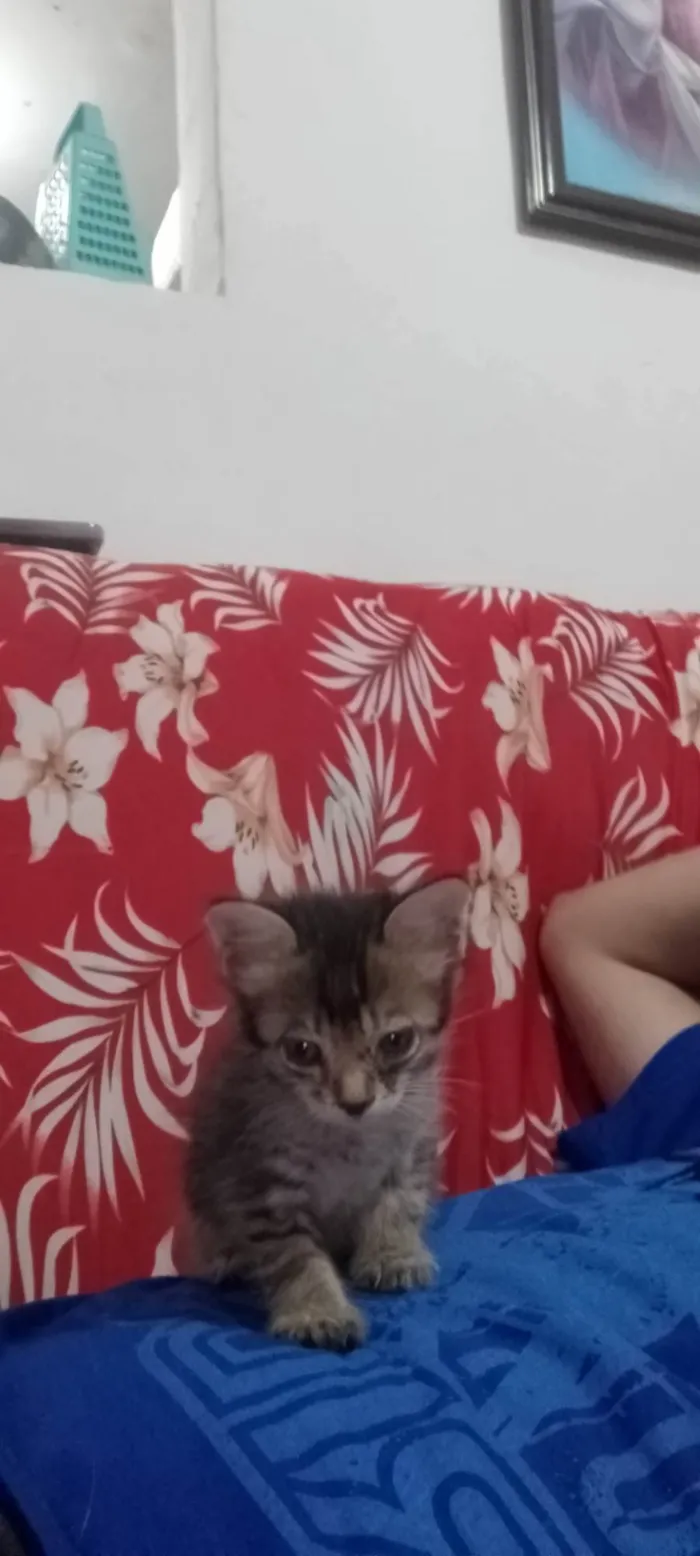 Gato ra a SRD-ViraLata idade Abaixo de 2 meses nome Pelinho 