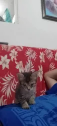 Pelinho