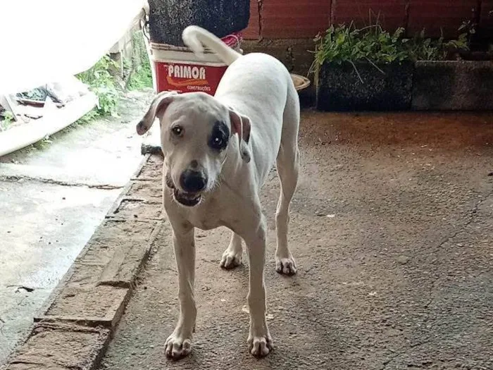 Cachorro ra a SRD-ViraLata idade 7 a 11 meses nome Duck