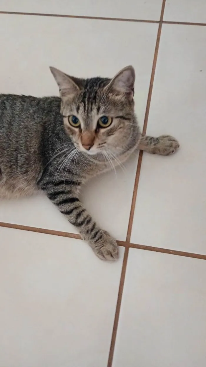 Gato ra a SRD-ViraLata idade 2 a 6 meses nome Joaninha 