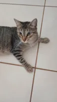 Joaninha