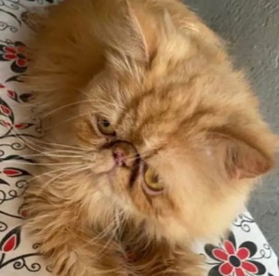 Gato ra a Persa idade 2 anos nome Simba 