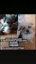 Pupy