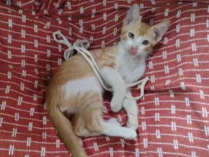 Gato raça SRD-ViraLata idade 2 a 6 meses nome Snow