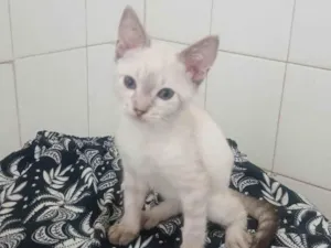 Gato raça SRD-ViraLata idade 2 a 6 meses nome Clark