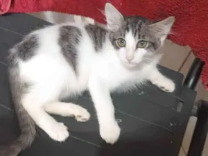 Gato raça SRD-ViraLata idade 2 a 6 meses nome Brad