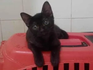 Gato raça SRD-ViraLata idade 2 a 6 meses nome Pietra