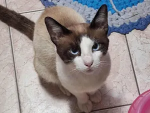 Gato raça SRD-ViraLata idade 2 a 6 meses nome Nao sei