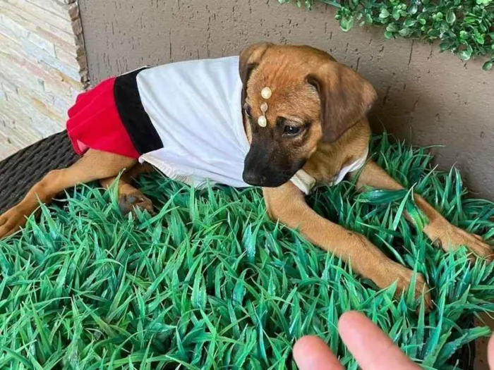 Cachorro ra a SRD-ViraLata idade 2 a 6 meses nome DAIA