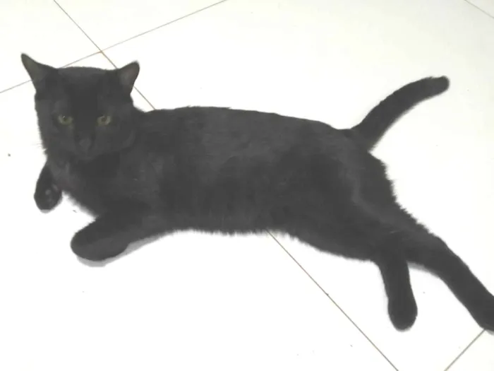 Gato ra a Angorá idade 2 anos nome Teddy