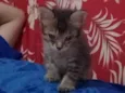 Pelinho