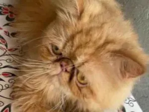 Gato raça Persa idade 2 anos nome Simba 