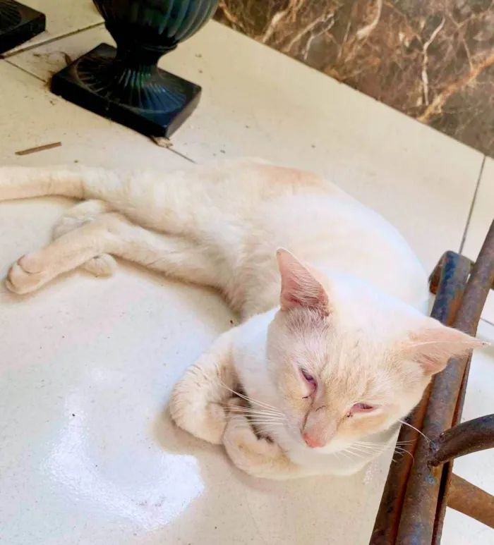 Gato ra a SRD-ViraLata idade 7 a 11 meses nome LÉO