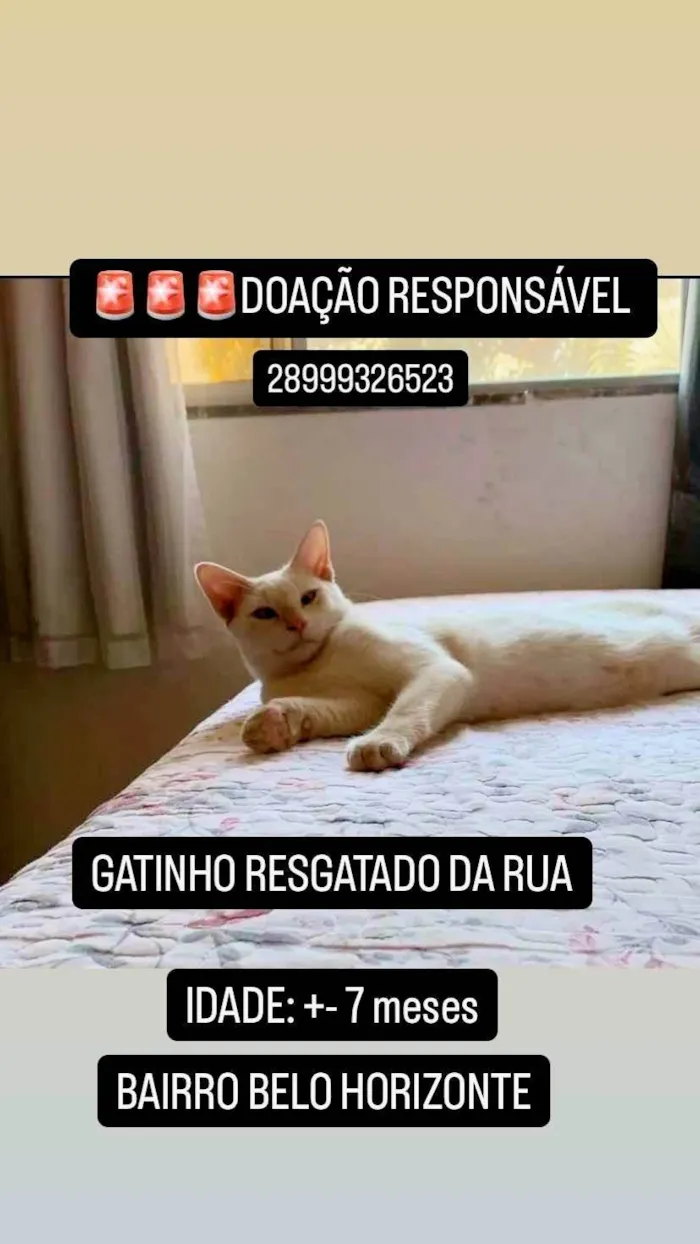 Gato ra a SRD-ViraLata idade 7 a 11 meses nome LÉO