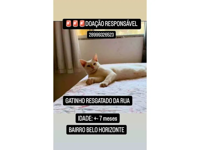 Gato ra a SRD-ViraLata idade 7 a 11 meses nome LÉO