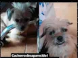 Pupy
