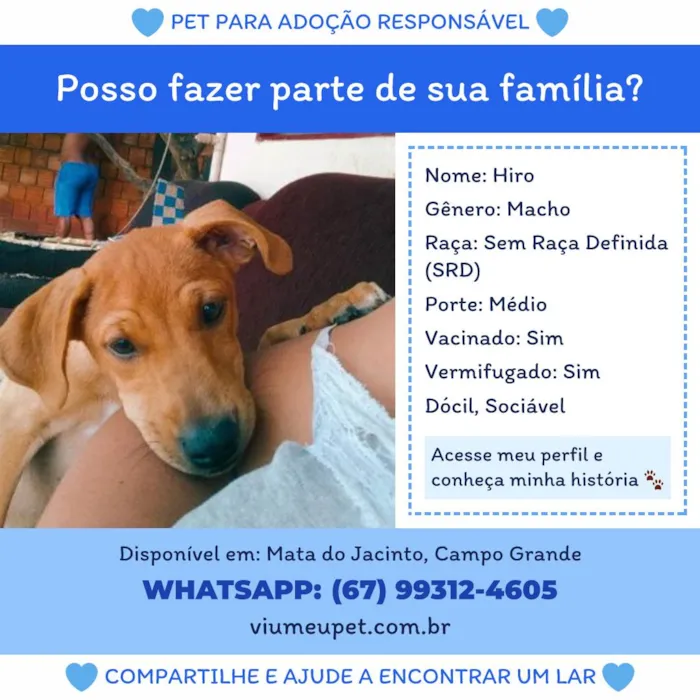 Cachorro ra a SRD-ViraLata idade 7 a 11 meses nome hiro