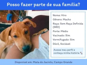 Cachorro raça SRD-ViraLata idade 7 a 11 meses nome hiro