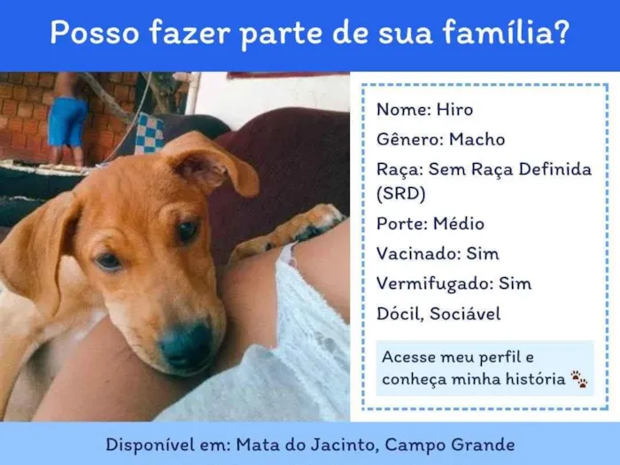 Cachorro ra a SRD-ViraLata idade 7 a 11 meses nome hiro