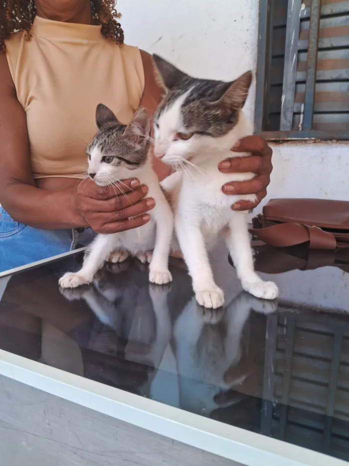 Gato raça SRD-ViraLata idade 2 a 6 meses nome Gato