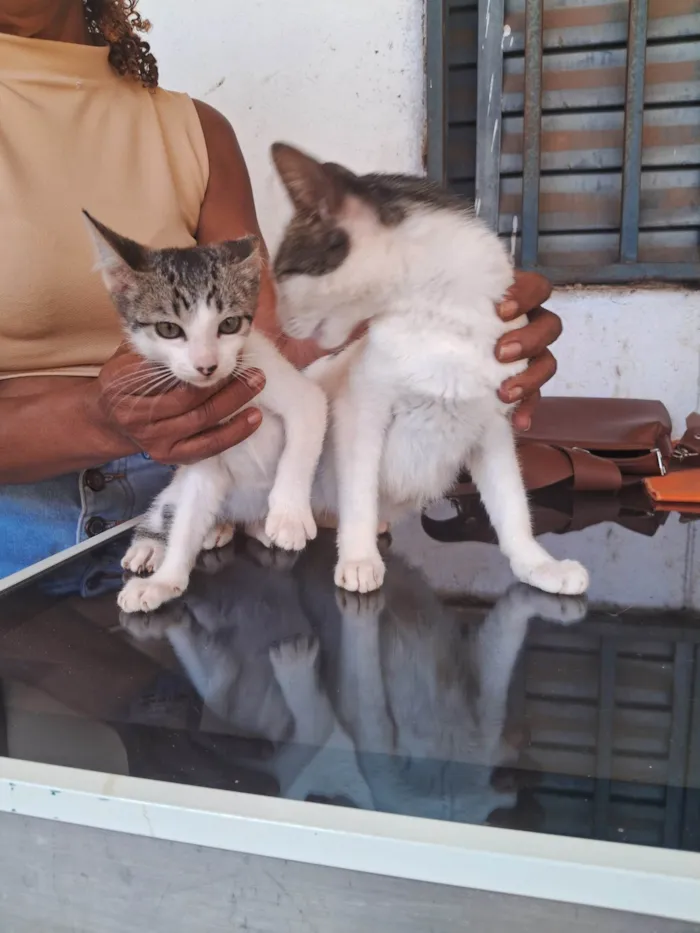 Gato raça SRD-ViraLata idade 2 a 6 meses nome Gato