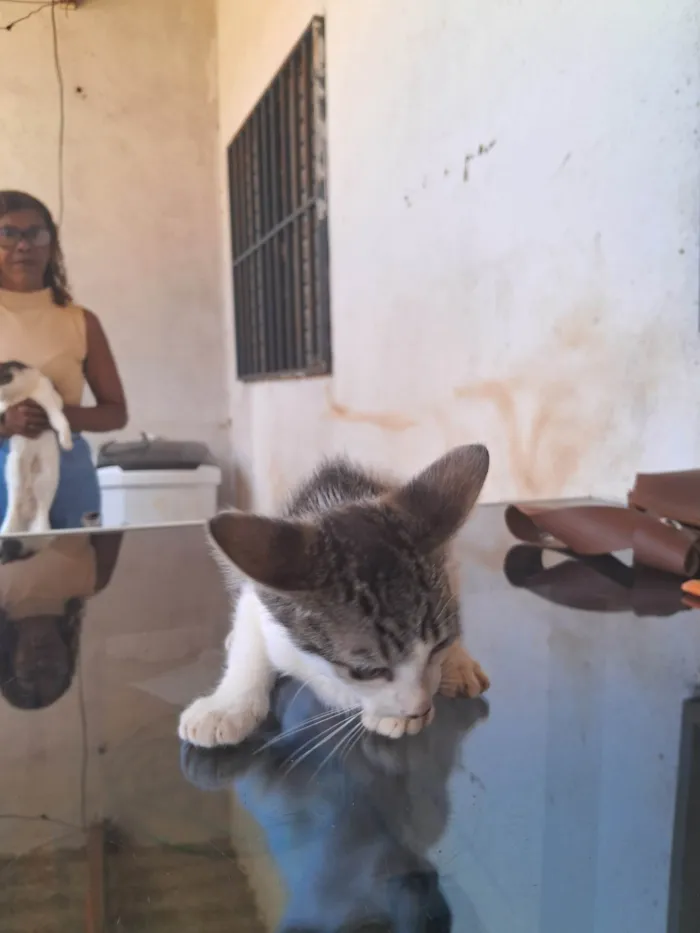 Gato raça SRD-ViraLata idade 2 a 6 meses nome Gato