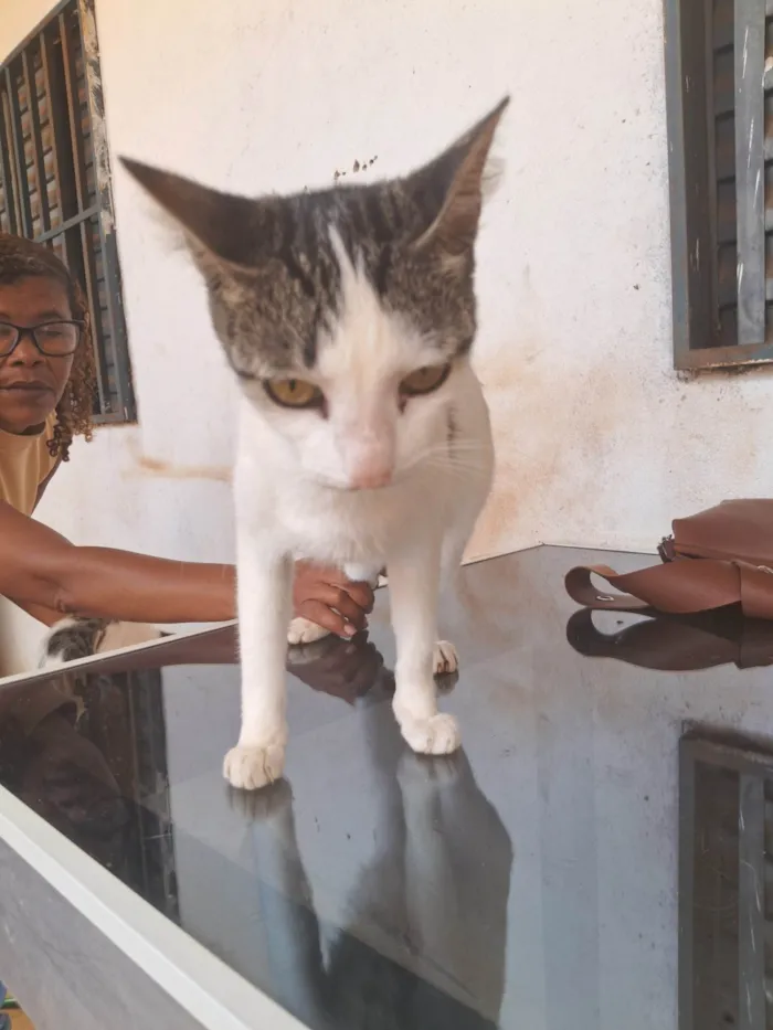 Gato raça SRD-ViraLata idade 2 a 6 meses nome Gato