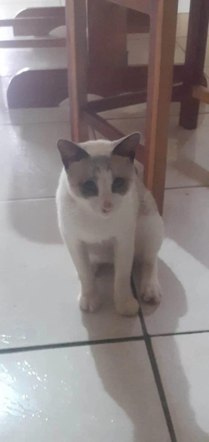 Gato ra a SRD-ViraLata idade 2 anos nome Beyaz 