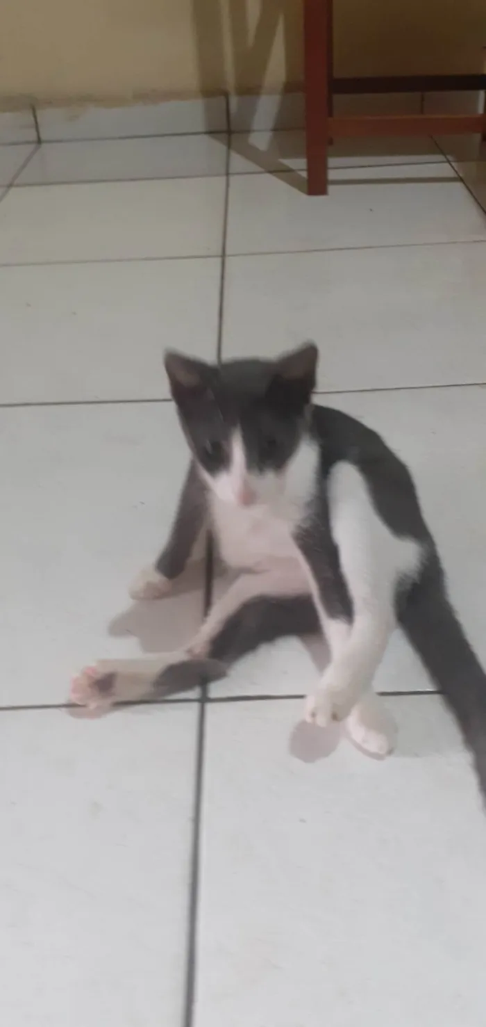 Gato ra a SRD-ViraLata idade 7 a 11 meses nome Alfredo 