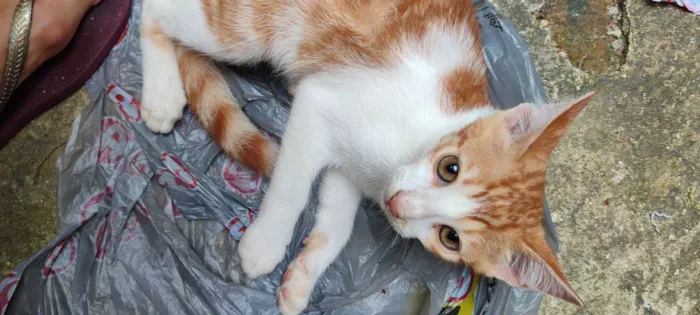 Gato ra a SRD-ViraLata idade 2 a 6 meses nome Laranja 