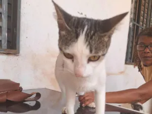 Gato raça SRD-ViraLata idade 2 a 6 meses nome Gato