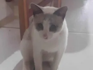 Gato raça SRD-ViraLata idade 2 anos nome Beyaz 