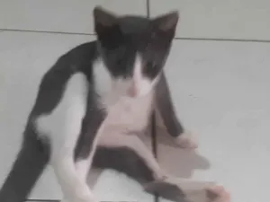 Gato raça SRD-ViraLata idade 7 a 11 meses nome Alfredo 