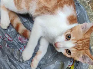 Gato raça SRD-ViraLata idade 2 a 6 meses nome Laranja 