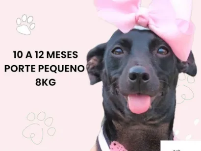 Cachorro raça SRD-ViraLata idade 7 a 11 meses nome Diva