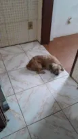 Pupy