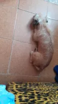 Pupy